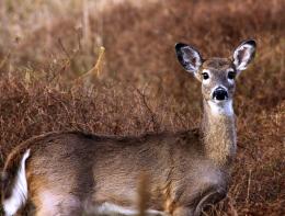 EasternWhitetailDoe